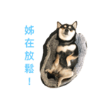 柴犬メメちゃん（個別スタンプ：16）