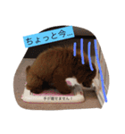 トイプードルうめちゃんの挨拶（個別スタンプ：17）