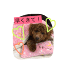 トイプードルうめちゃんの挨拶（個別スタンプ：19）