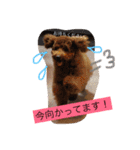 トイプードルうめちゃんの挨拶（個別スタンプ：24）
