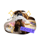 トイプードルうめちゃんの挨拶（個別スタンプ：25）