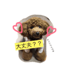 トイプードルうめちゃんの挨拶（個別スタンプ：31）
