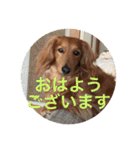 Miniature Dachshund family（個別スタンプ：1）