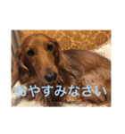 Miniature Dachshund family（個別スタンプ：2）