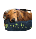 Miniature Dachshund family（個別スタンプ：3）
