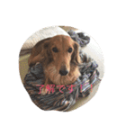 Miniature Dachshund family（個別スタンプ：4）