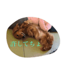 Miniature Dachshund family（個別スタンプ：5）