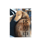 Miniature Dachshund family（個別スタンプ：6）