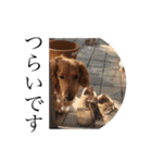 Miniature Dachshund family（個別スタンプ：7）