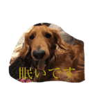 Miniature Dachshund family（個別スタンプ：8）