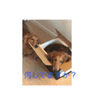 Miniature Dachshund family（個別スタンプ：9）