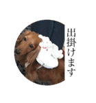Miniature Dachshund family（個別スタンプ：10）