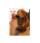 Miniature Dachshund family（個別スタンプ：11）