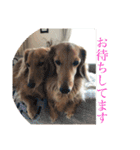Miniature Dachshund family（個別スタンプ：12）