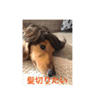Miniature Dachshund family（個別スタンプ：13）