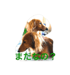 Miniature Dachshund family（個別スタンプ：14）
