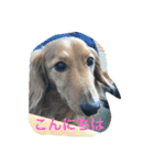Miniature Dachshund family（個別スタンプ：15）