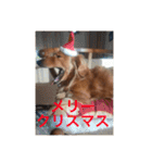 Miniature Dachshund family（個別スタンプ：16）