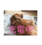 Miniature Dachshund family（個別スタンプ：17）
