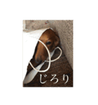 Miniature Dachshund family（個別スタンプ：18）