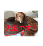 Miniature Dachshund family（個別スタンプ：19）