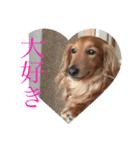Miniature Dachshund family（個別スタンプ：20）