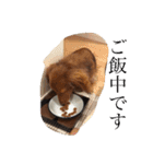 Miniature Dachshund family（個別スタンプ：21）
