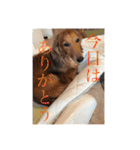 Miniature Dachshund family（個別スタンプ：22）