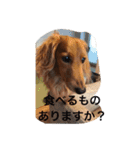 Miniature Dachshund family（個別スタンプ：23）