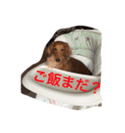 Miniature Dachshund family（個別スタンプ：24）