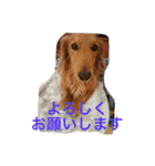 Miniature Dachshund family（個別スタンプ：25）