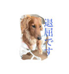 Miniature Dachshund family（個別スタンプ：26）