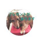 Miniature Dachshund family（個別スタンプ：27）
