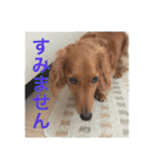 Miniature Dachshund family（個別スタンプ：28）