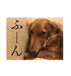 Miniature Dachshund family（個別スタンプ：29）