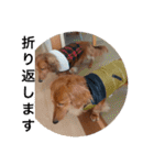 Miniature Dachshund family（個別スタンプ：30）