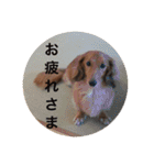 Miniature Dachshund family（個別スタンプ：31）