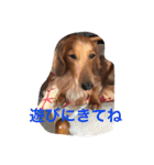 Miniature Dachshund family（個別スタンプ：32）