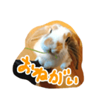 withnana（個別スタンプ：1）