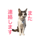 猫が7匹とダックスフンド（個別スタンプ：11）