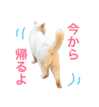 猫が7匹とダックスフンド（個別スタンプ：13）