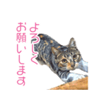 敬語にゃんこず（個別スタンプ：1）
