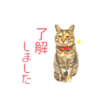 敬語にゃんこず（個別スタンプ：3）