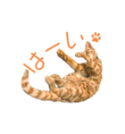 敬語にゃんこず（個別スタンプ：4）