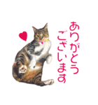 敬語にゃんこず（個別スタンプ：6）