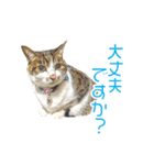 敬語にゃんこず（個別スタンプ：7）