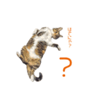 敬語にゃんこず（個別スタンプ：8）