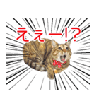 敬語にゃんこず（個別スタンプ：10）
