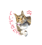 敬語にゃんこず（個別スタンプ：11）