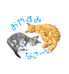 敬語にゃんこず（個別スタンプ：13）
